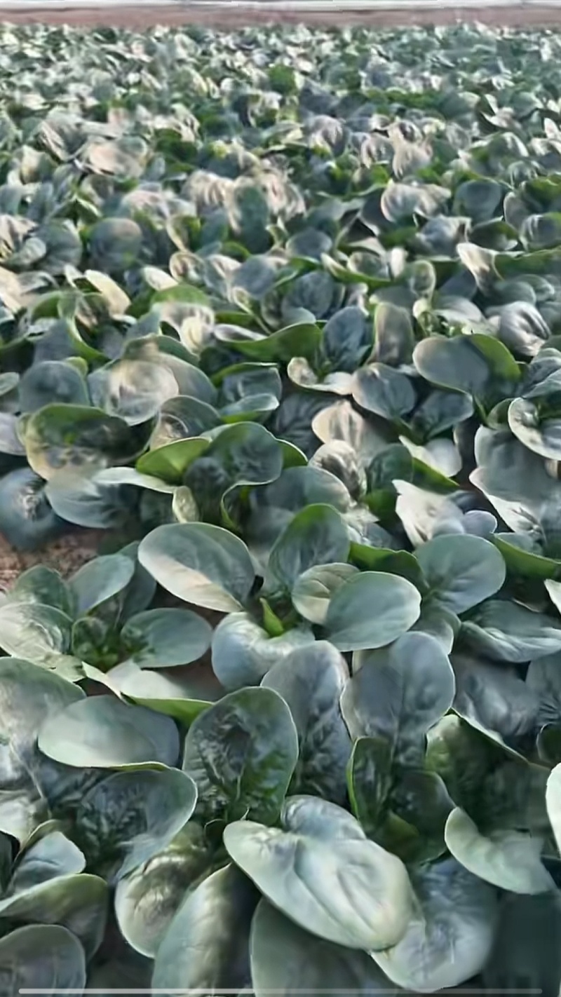 趴地菠菜