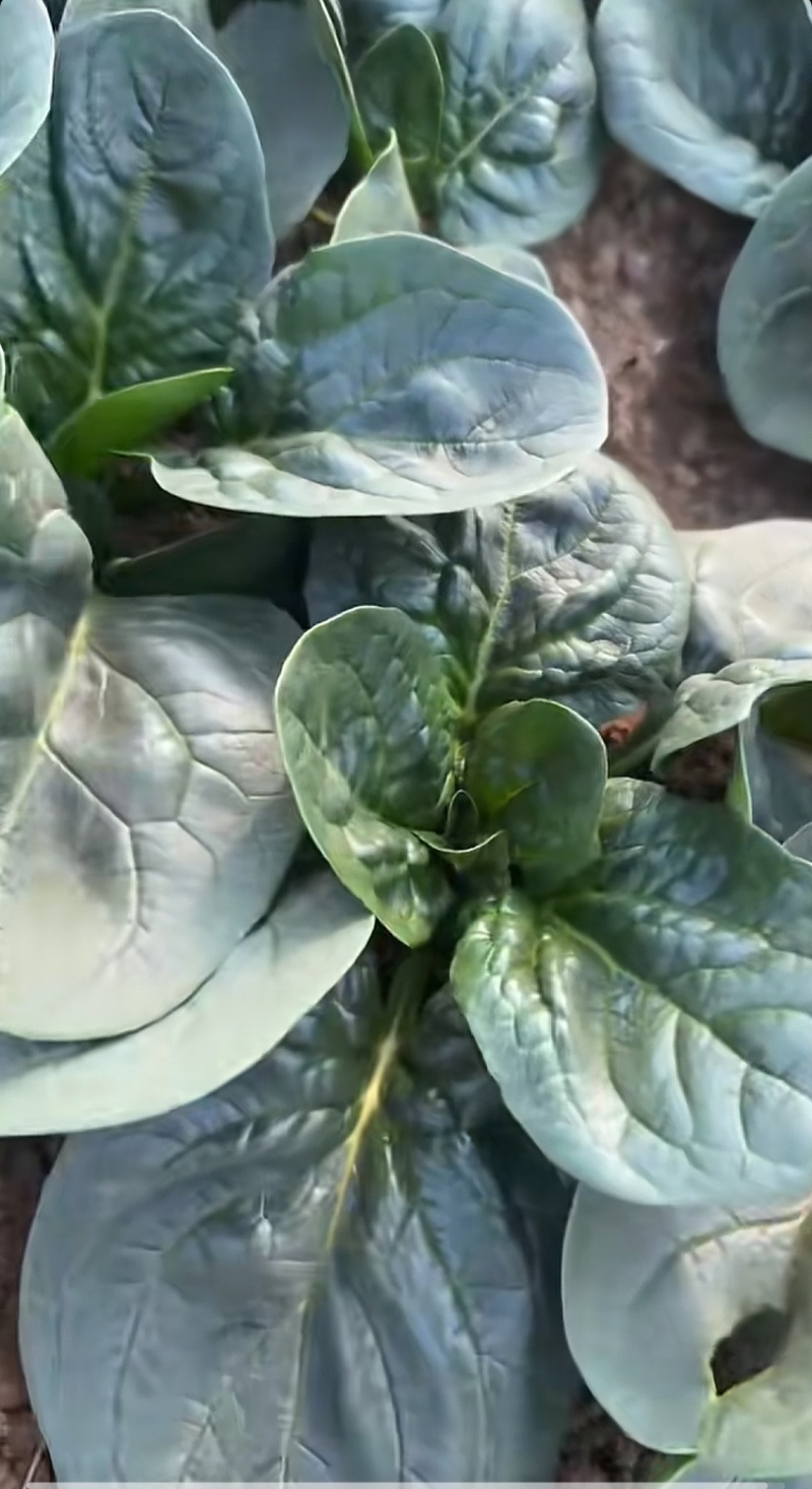 趴地菠菜