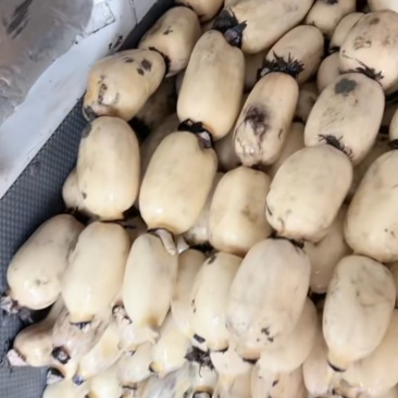 城固洋县马畅精品大白莲藕种植户货源充足！
