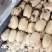 城固洋县马畅精品大白莲藕种植户货源充足！