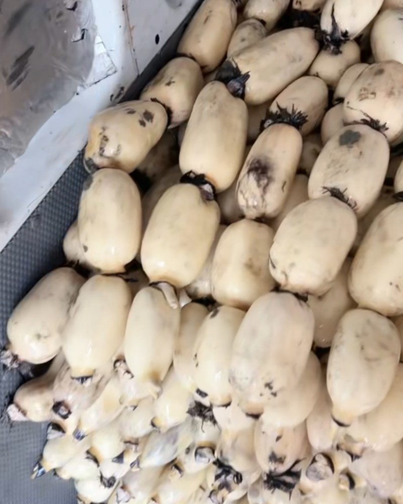 城固洋县马畅精品大白莲藕种植户货源充足！