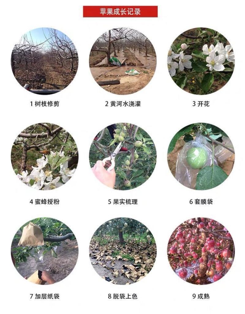 山西运城苹果