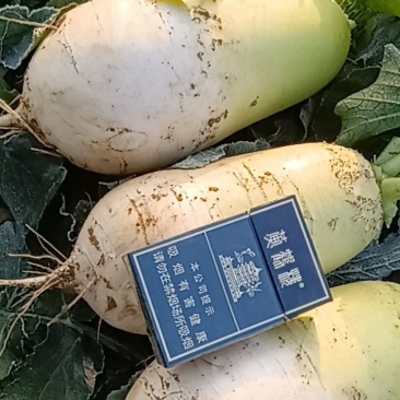 青萝卜