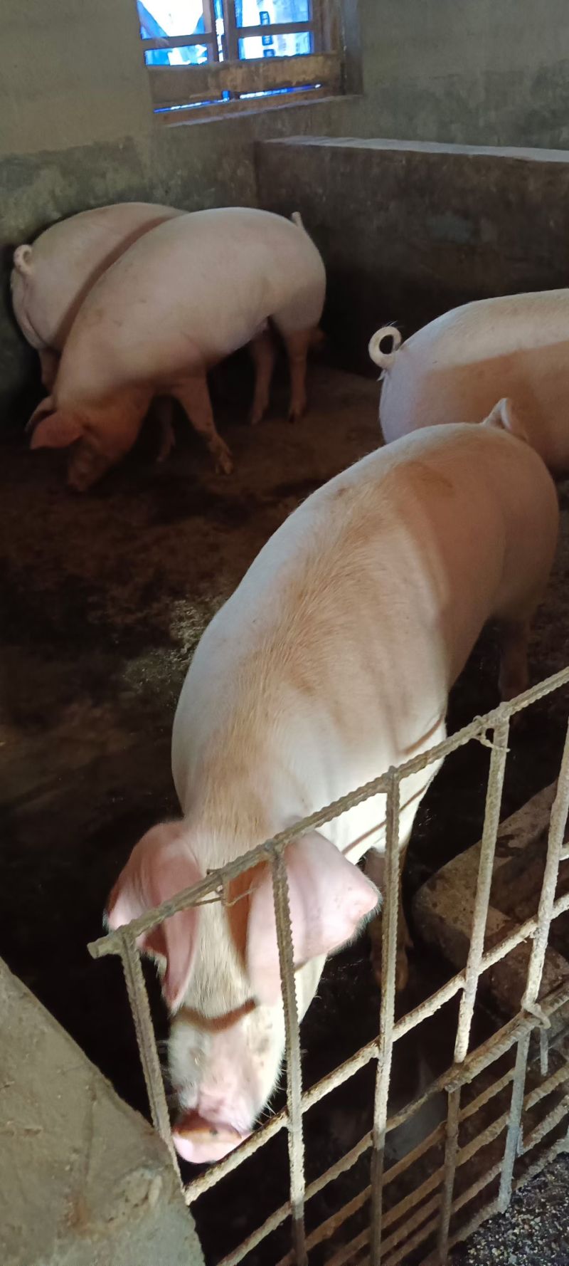 跑山猪，纯粮食喂养，生长在青山绿水间。