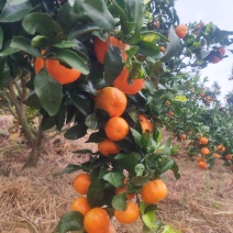 福安高山沙糖桔