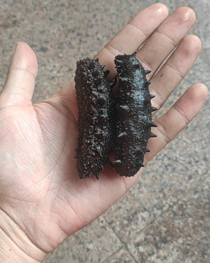 新鲜出锅的拉缸盐海参