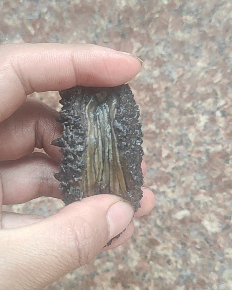 新鲜出锅的拉缸盐海参