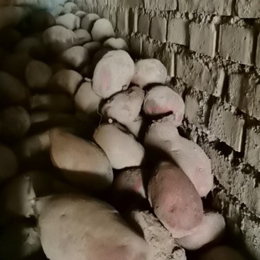 青海青著薯9号土豆