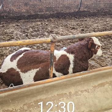 1000头西门塔尔肉食牛、