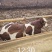 1000头西门塔尔肉食牛、