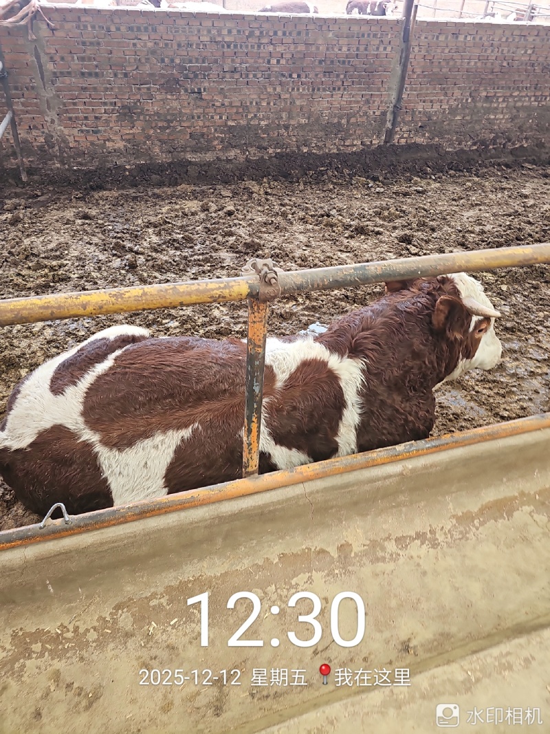 1000头西门塔尔肉食牛、