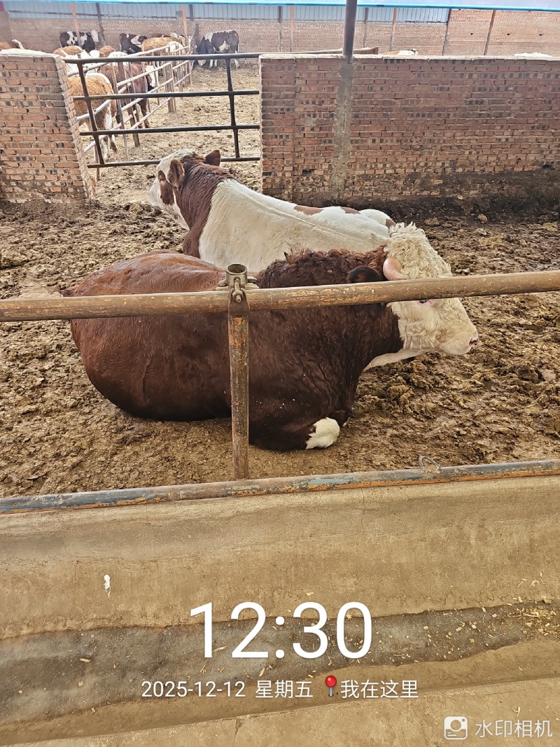 1000头西门塔尔肉食牛、