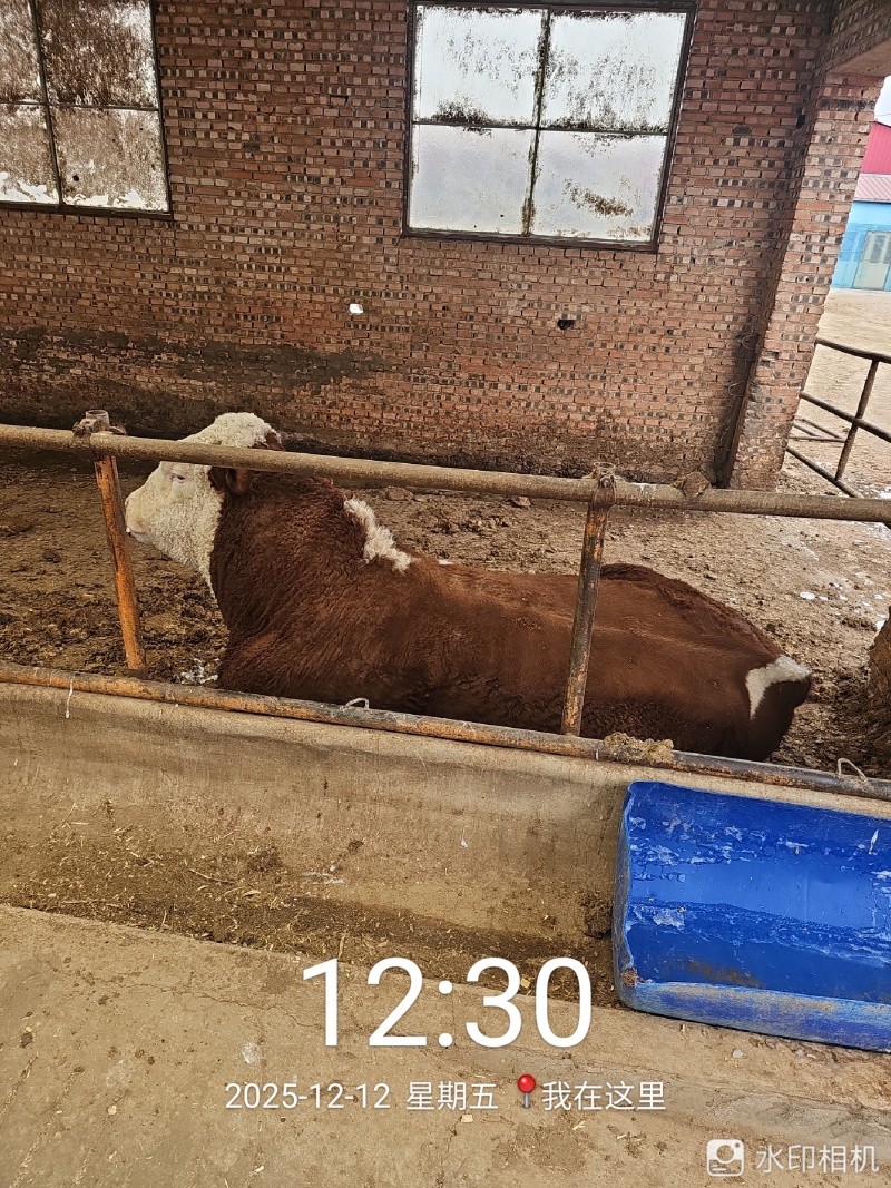 1000头西门塔尔肉食牛、