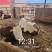 1000头西门塔尔肉食牛、