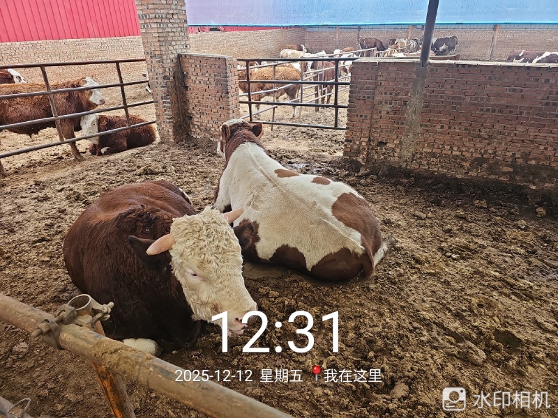 1000头西门塔尔肉食牛、