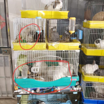 宠物兔