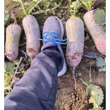 冰淇淋萝卜