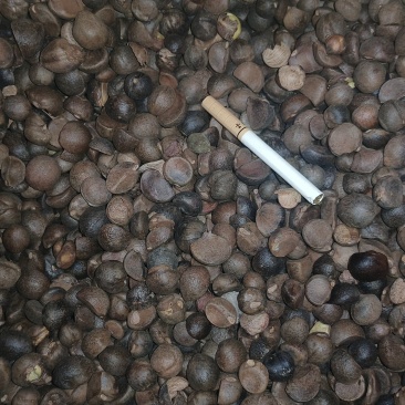 野生小籽山茶油