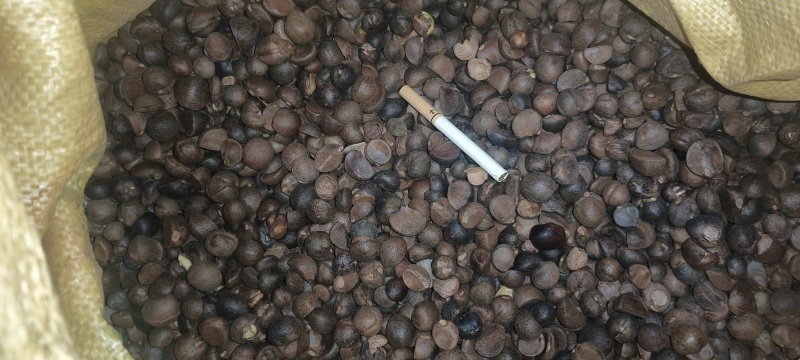 野生小籽山茶油