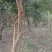 野生小籽山茶油