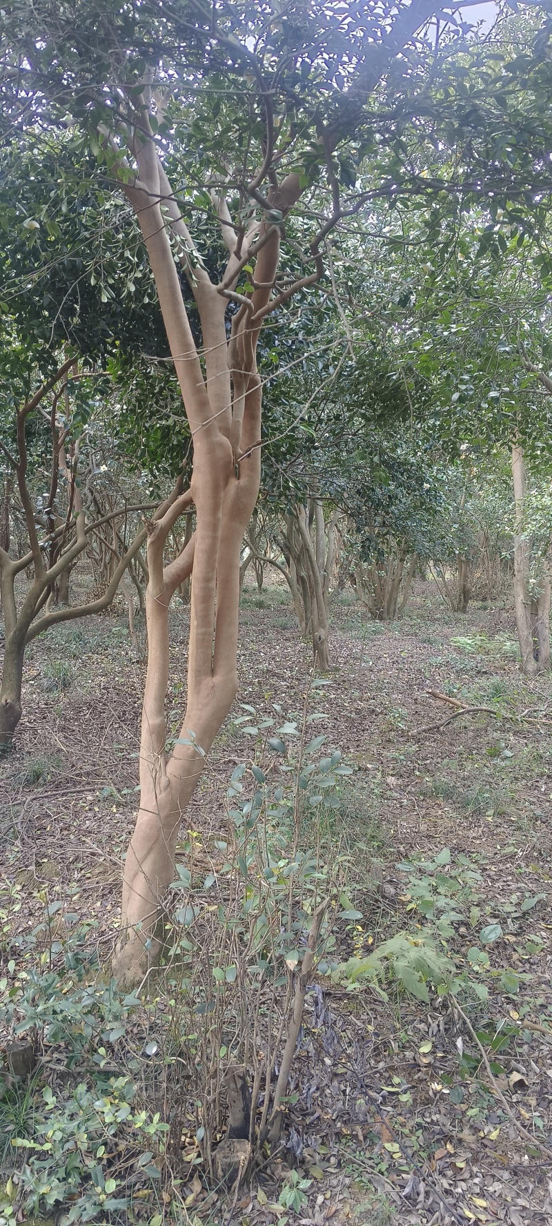 野生小籽山茶油