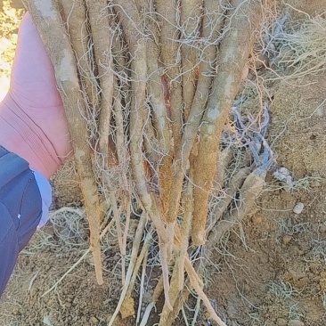 木香苗——优质云木香苗，精选苗子质量货品保证！