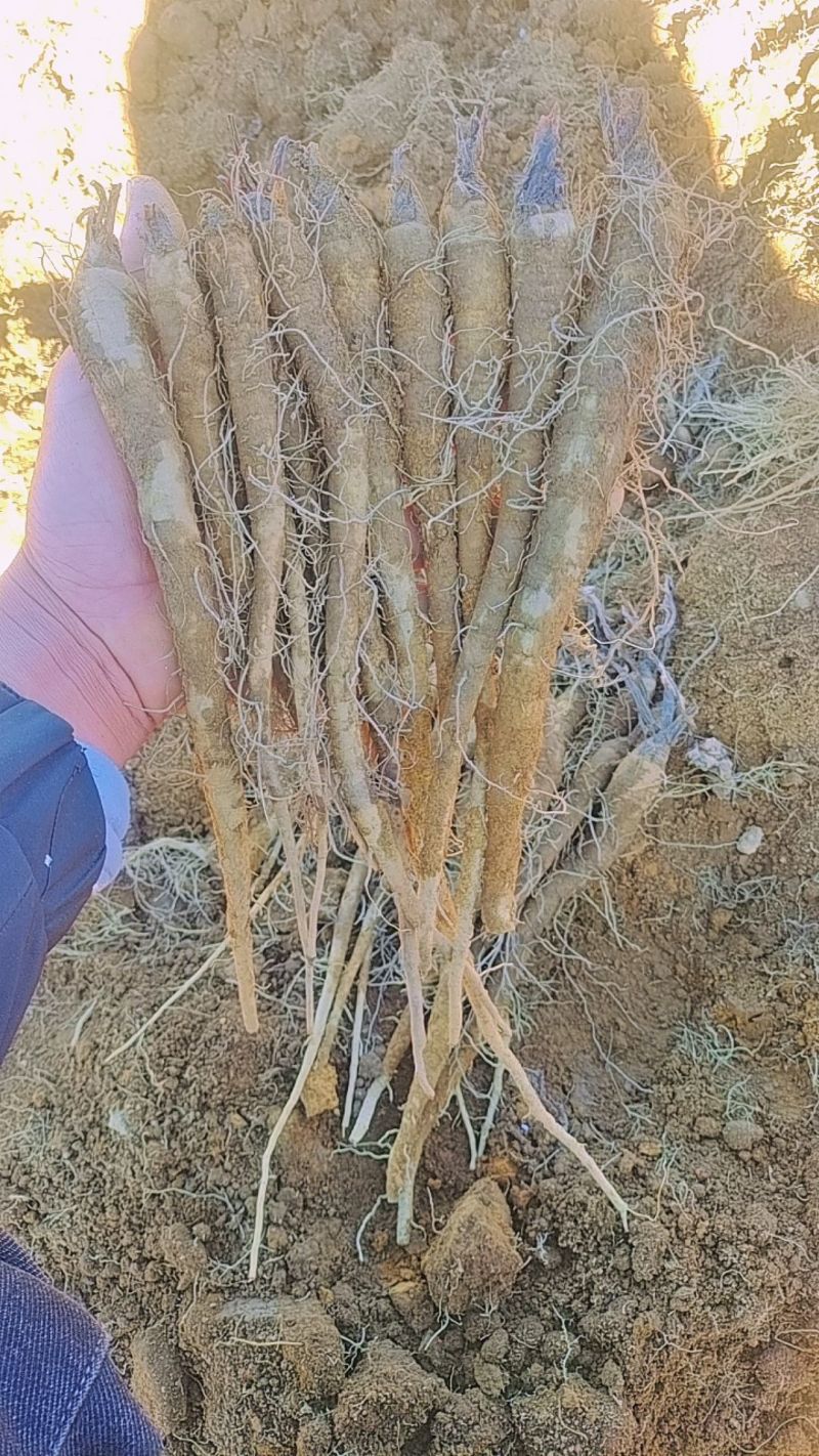 木香苗——优质云木香苗，精选苗子质量货品保证！