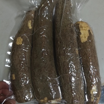 黄肉木薯