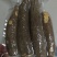 黄肉木薯