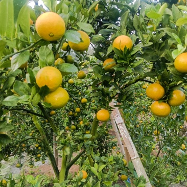 皇帝柑