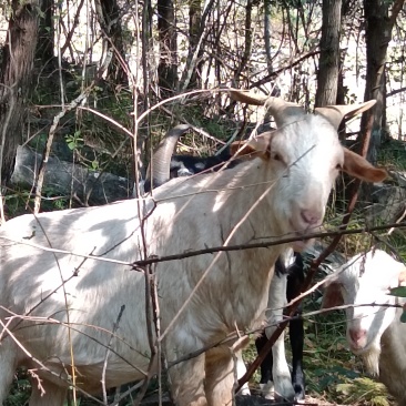 贵州土山羊