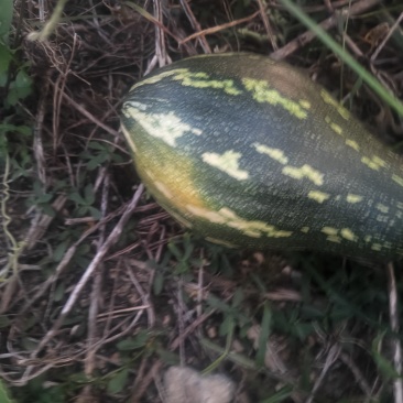 香芋南瓜