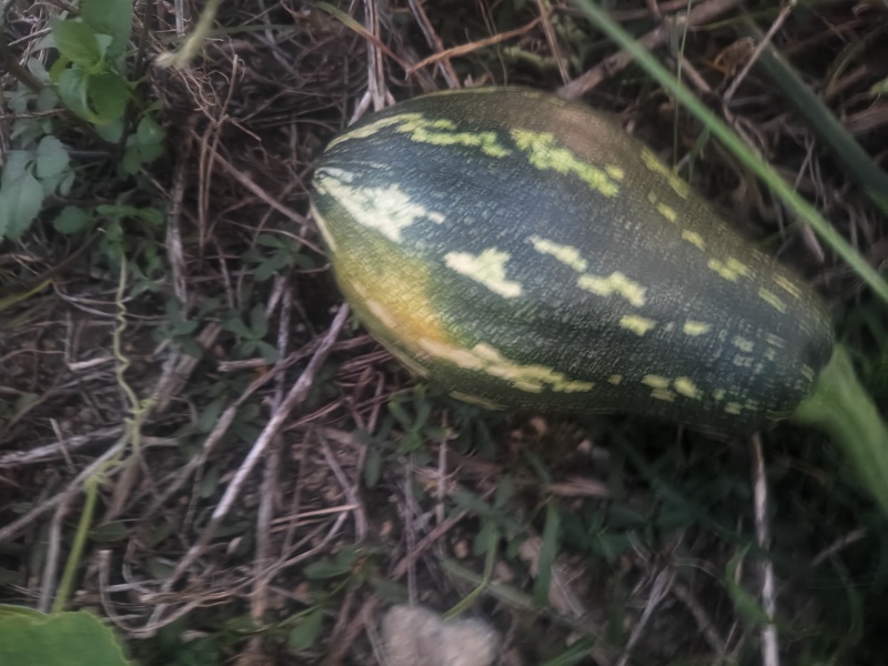 香芋南瓜