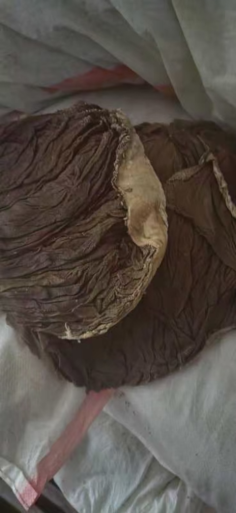 需要盐毛肚的老板私聊