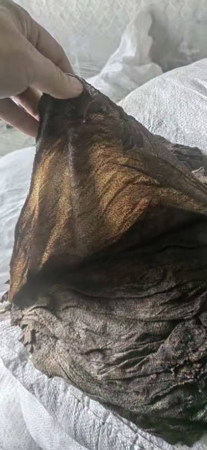需要盐毛肚的老板私聊