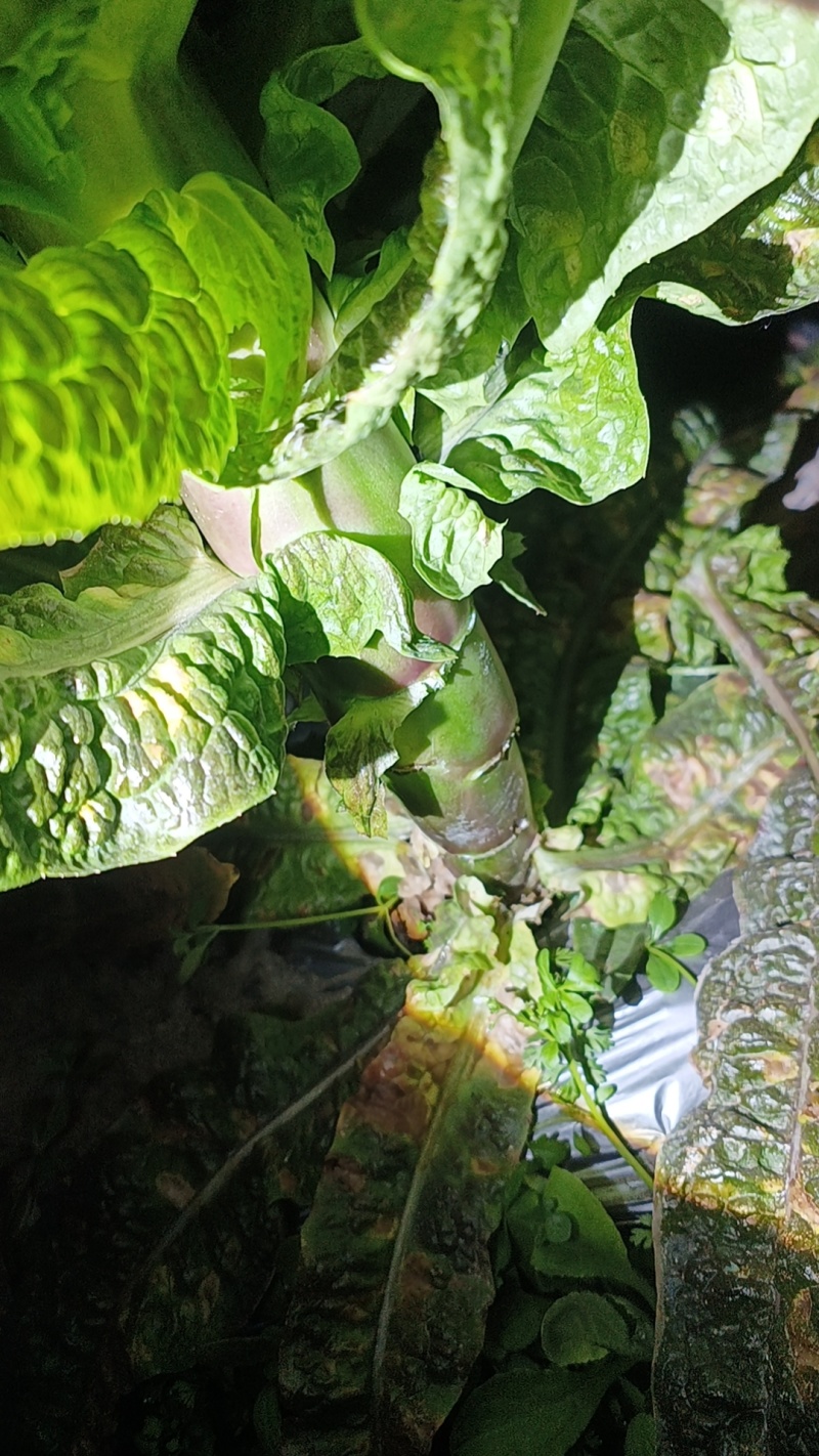 莴笋