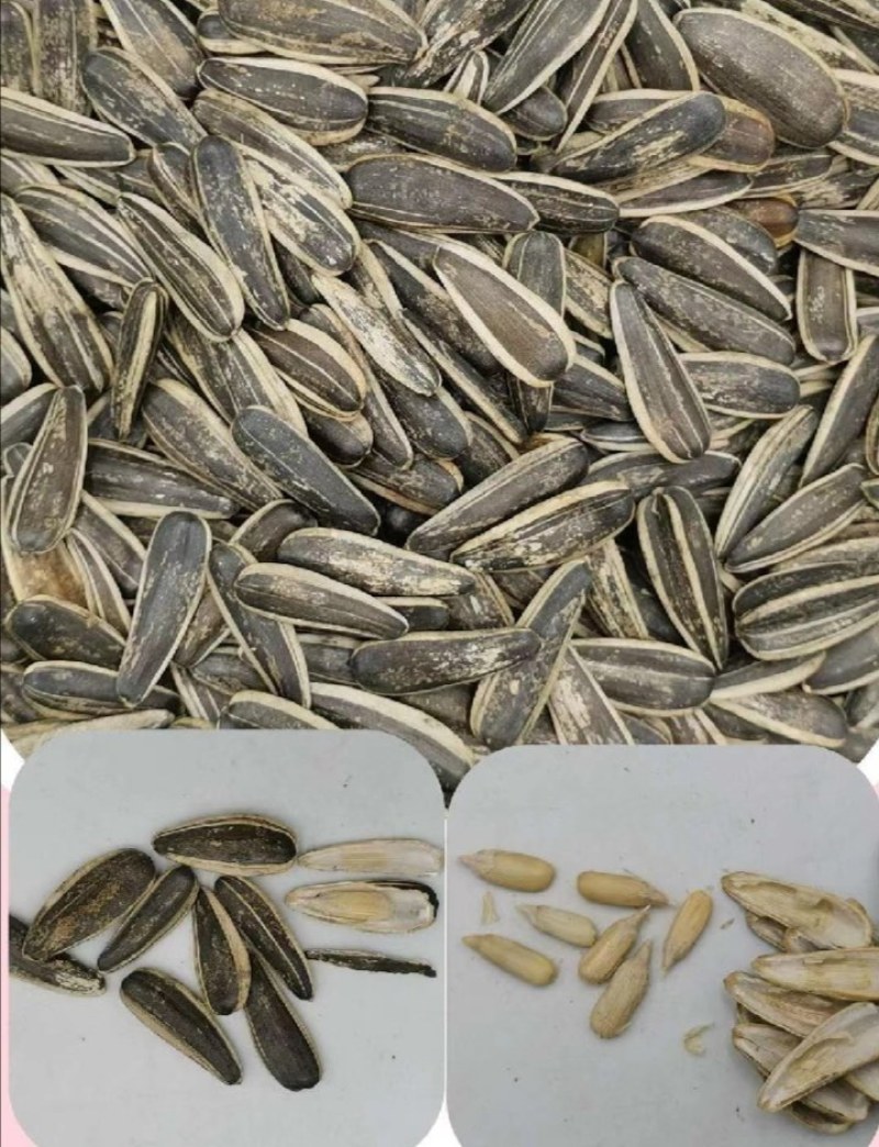 马牙瓜子牙签瓜子源头厂家支持一件发货