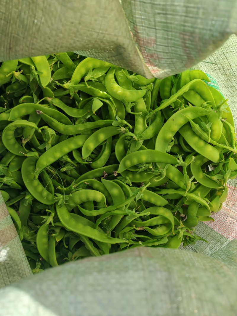 河南豆