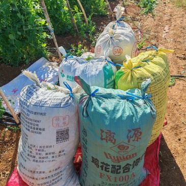 河南豆