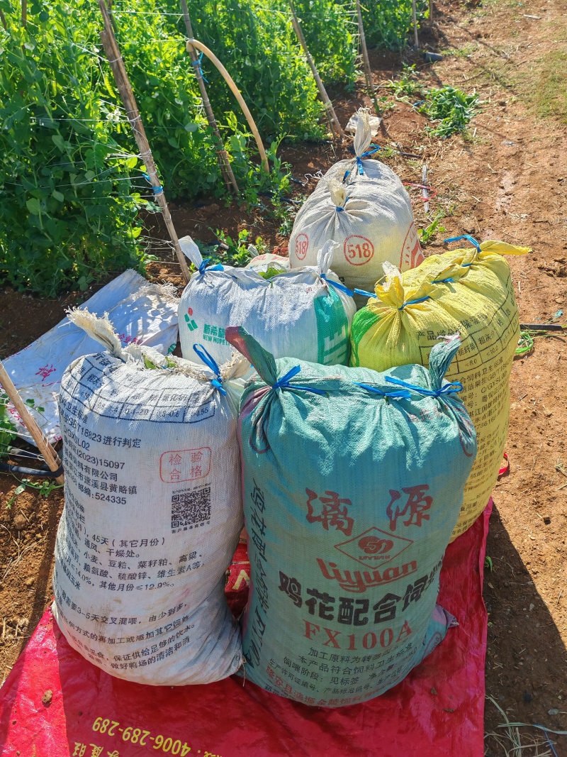 河南豆