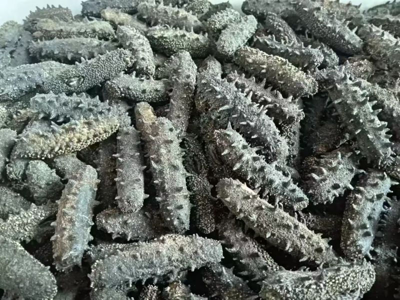 淡干海参