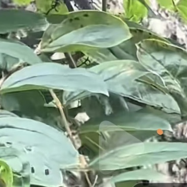 马桑树叶