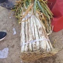 干叶葱批发，白长50公分，好葱，有需要批发的朋友联系，杞县邢