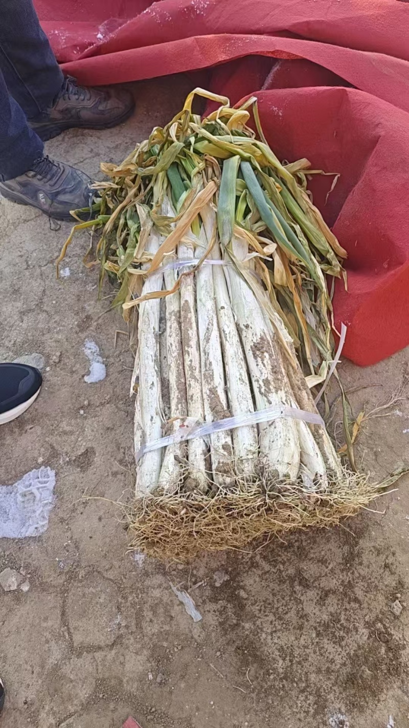 干叶葱批发，白长50公分，好葱，有需要批发的朋友联系，杞县邢