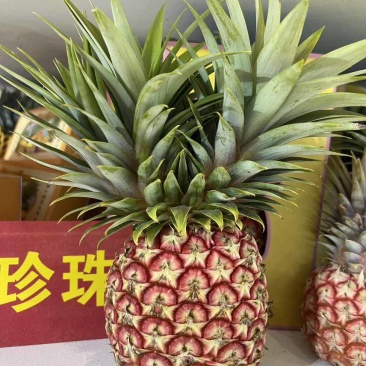 芒果凤梨大，中，小每天采