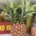 芒果凤梨大，中，小每天采