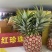 芒果凤梨大，中，小每天采
