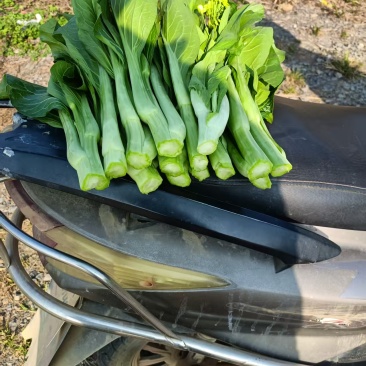 甜菜心