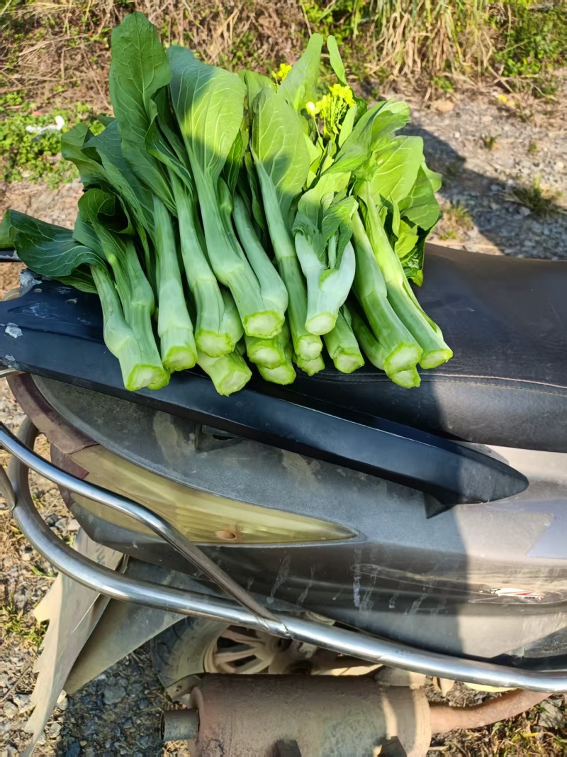 甜菜心
