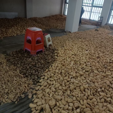 需要批发天麻的老板联系
